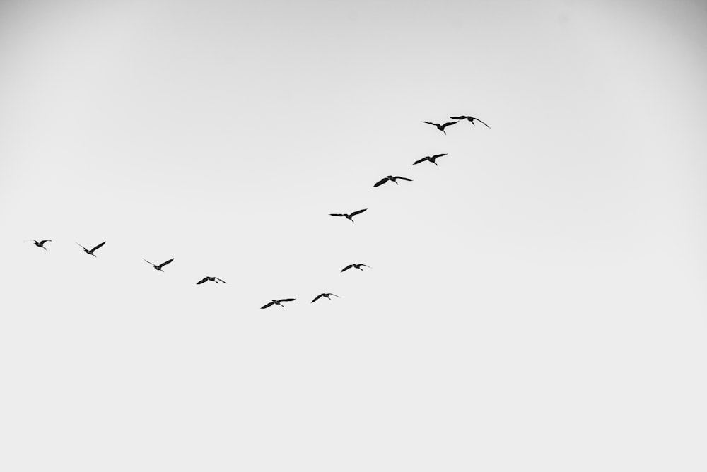 birds on sky