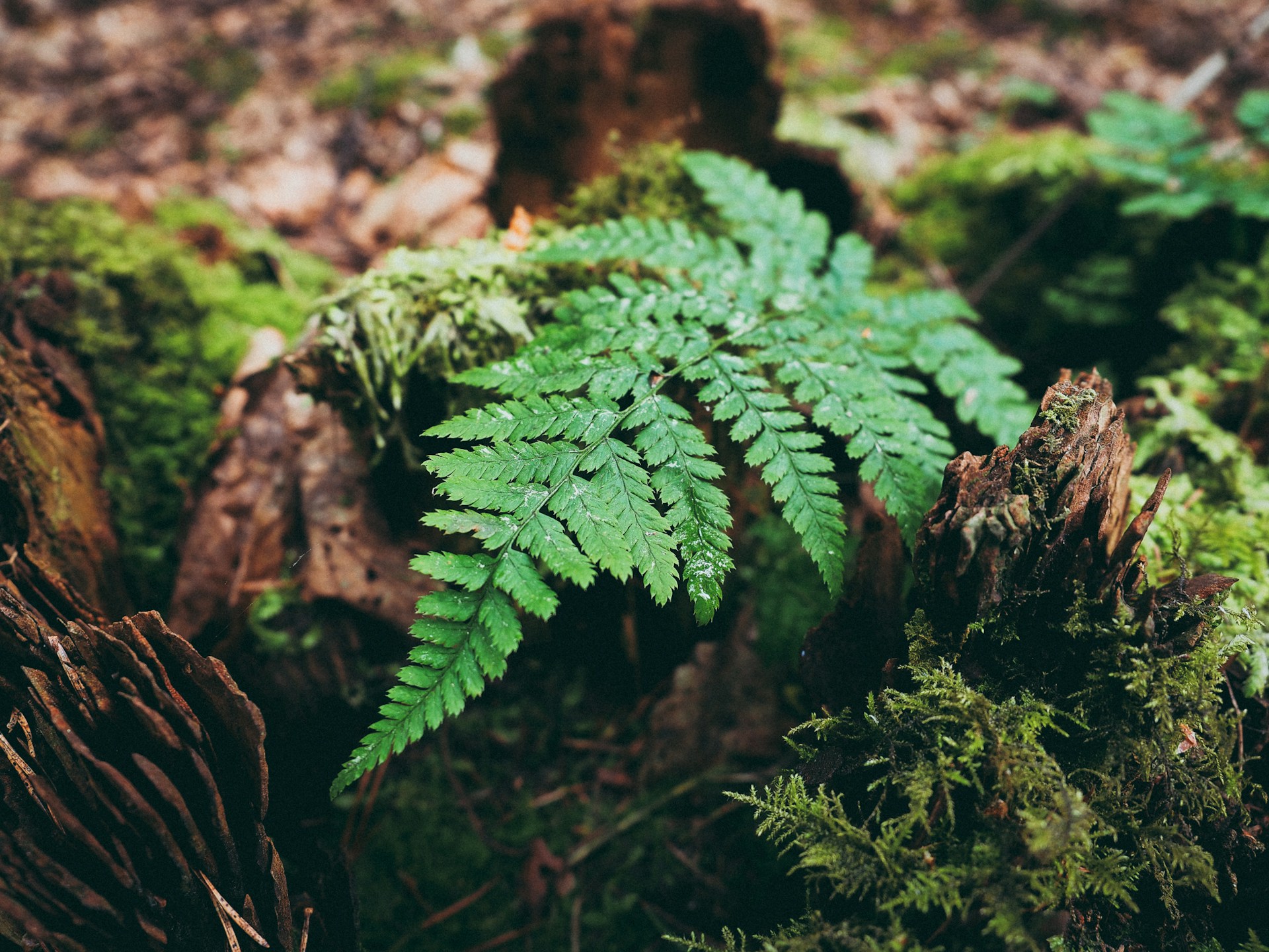 selective focus photography of green ferns during daytime