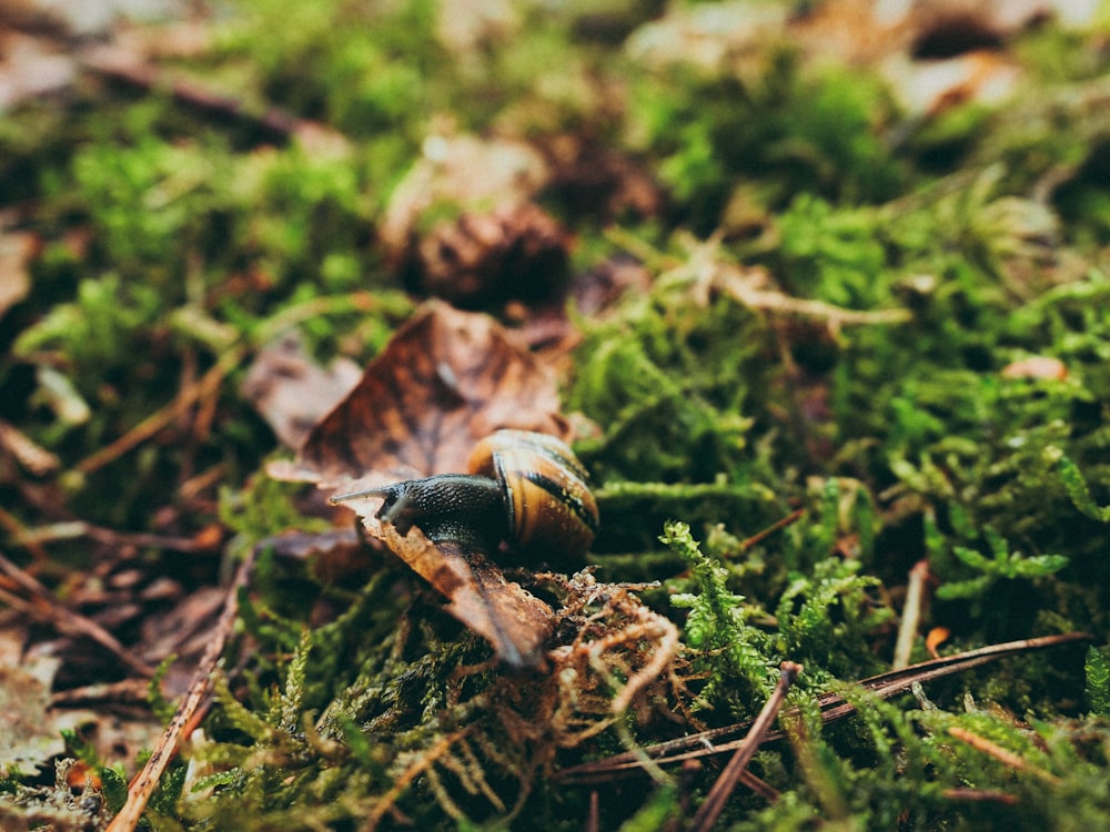 brown and black snail on grass in macro photography