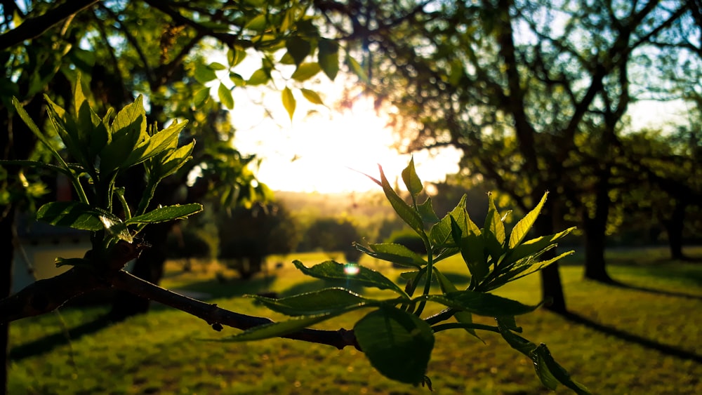 green trees