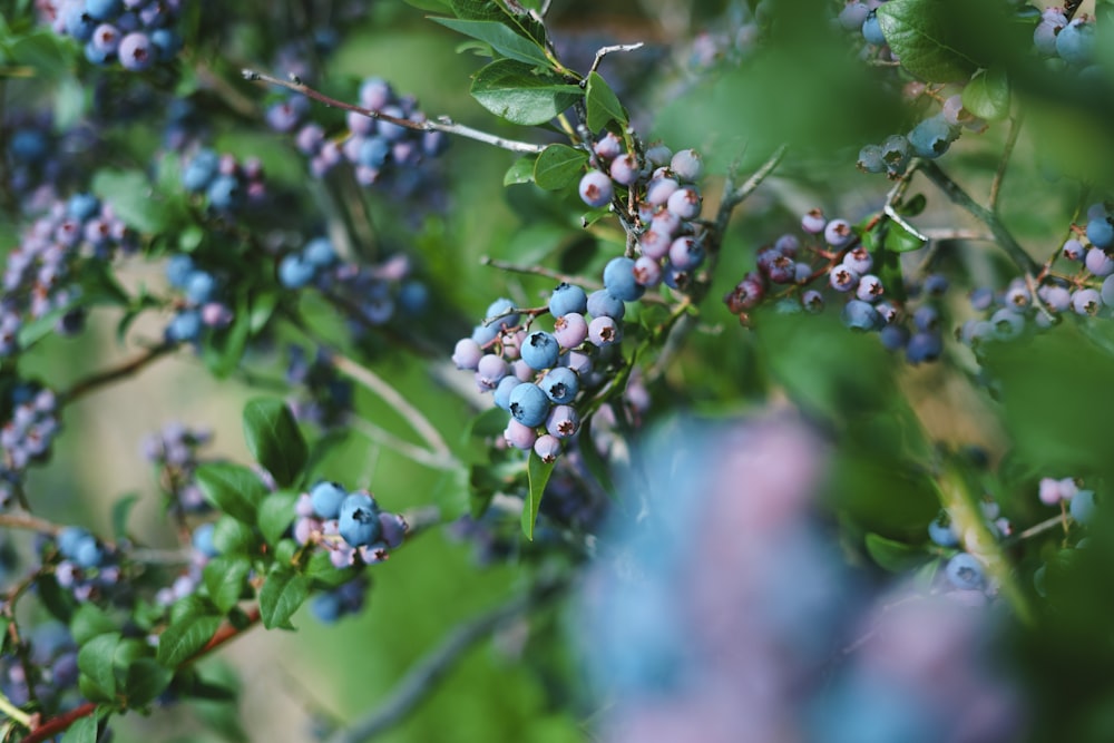 green plants