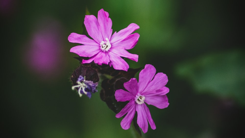 shallow focus photo of purple flowers