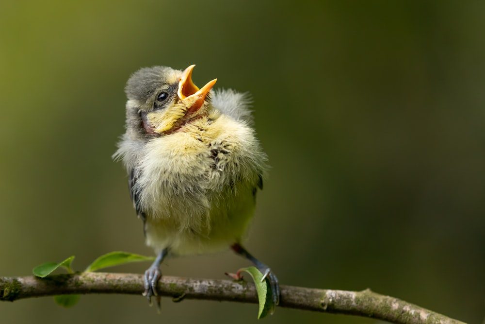 yellow and gray bird perching on branch