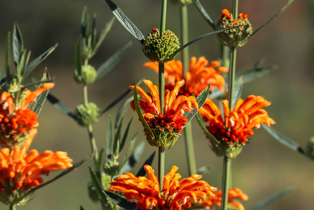 orange flowers in bloom