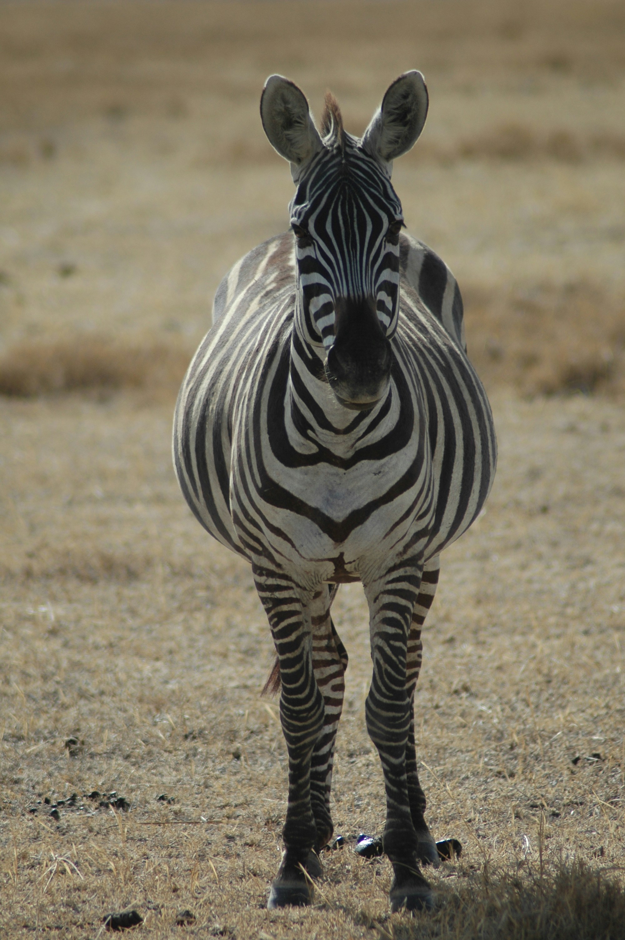9. Body Posture Communicates Social Status (image credits: unsplash)