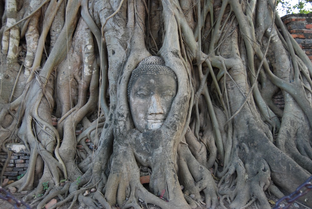 brown tree roots