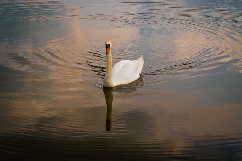 white mute swan