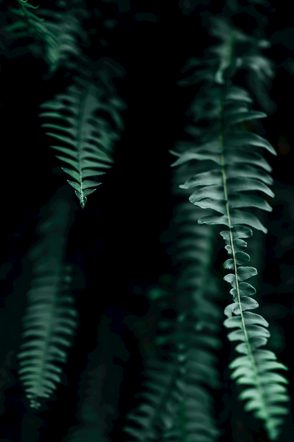 green fern