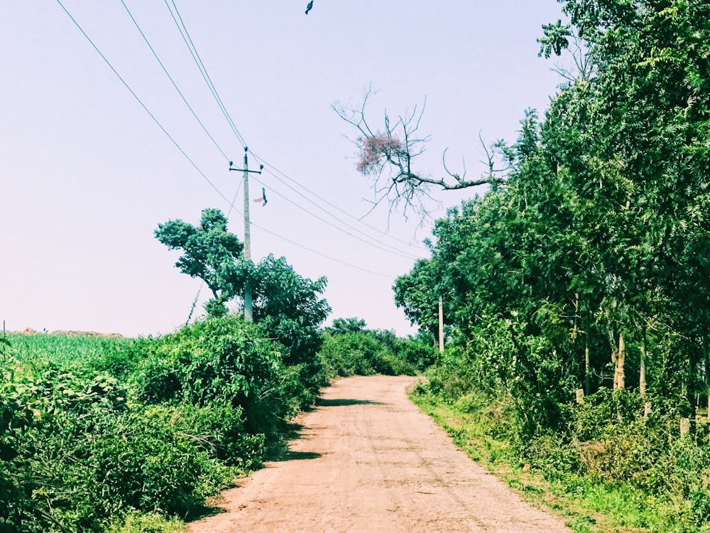 dirt road between trees