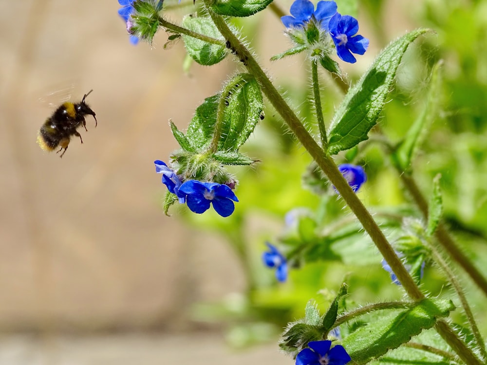 fleurs à pétales bleus