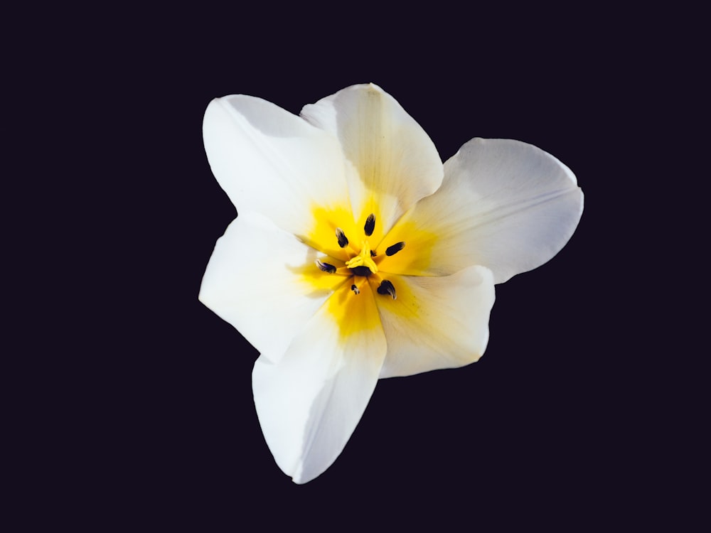 white and yellow flower