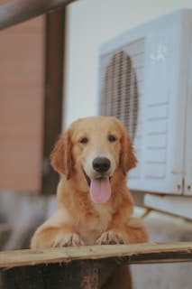A happy golden retriever eagerly licking a chilly pup treat from the colorful Woof Wagon window.