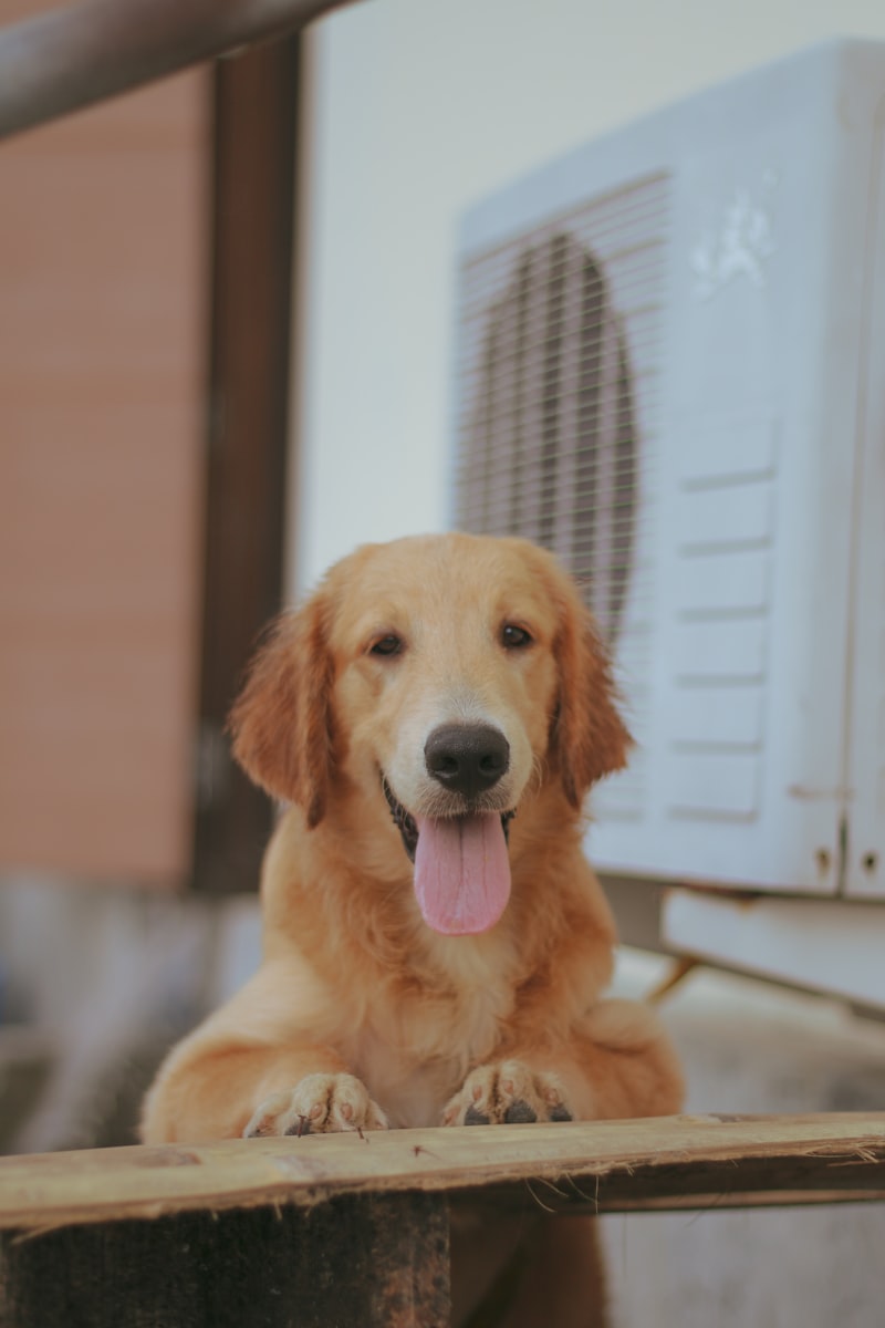Golden Retriever in Bochum