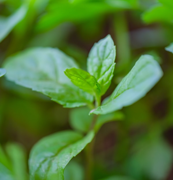 green plants