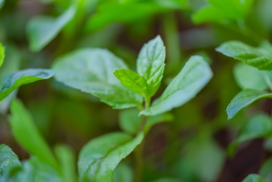 Close-up of fresh green leaves with soft natural light on a white background