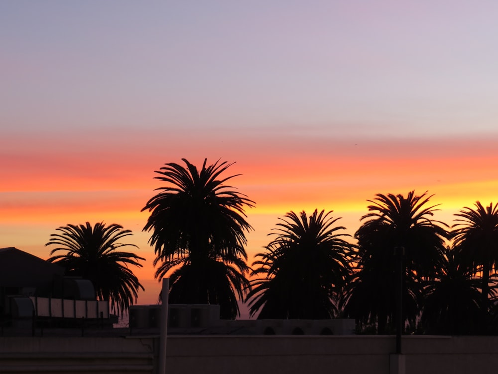 silhouette of trees under orange skies