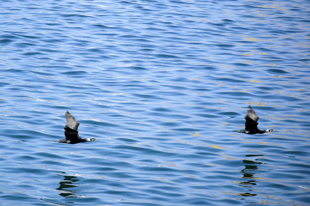 black seal on body of water