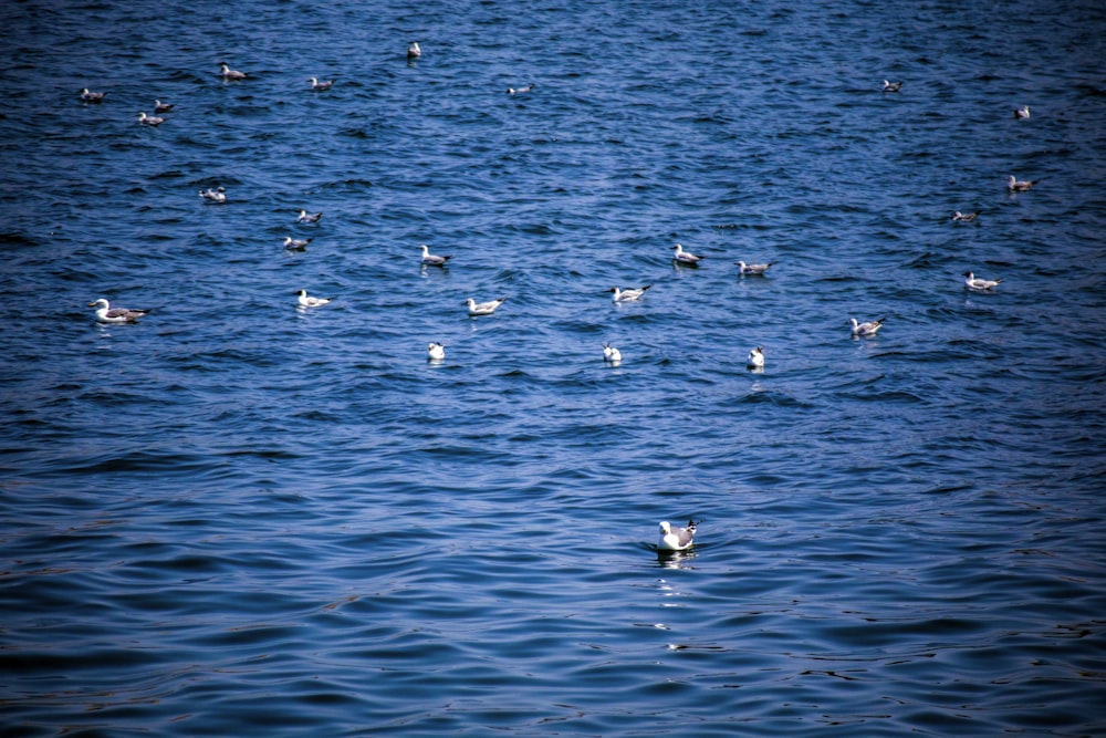 birds on body of waters