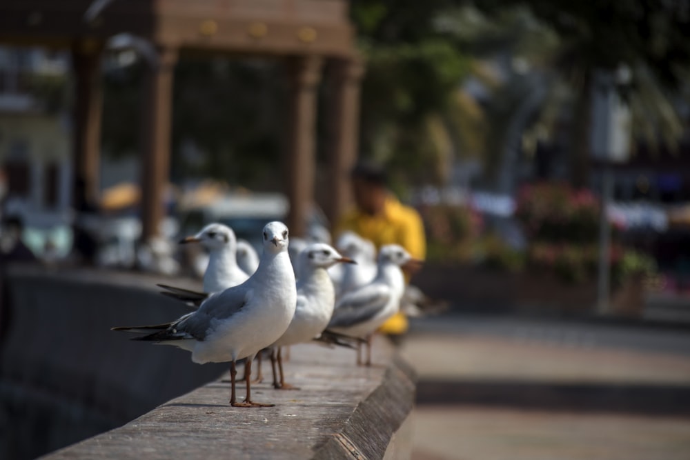 bird on railings during daytime