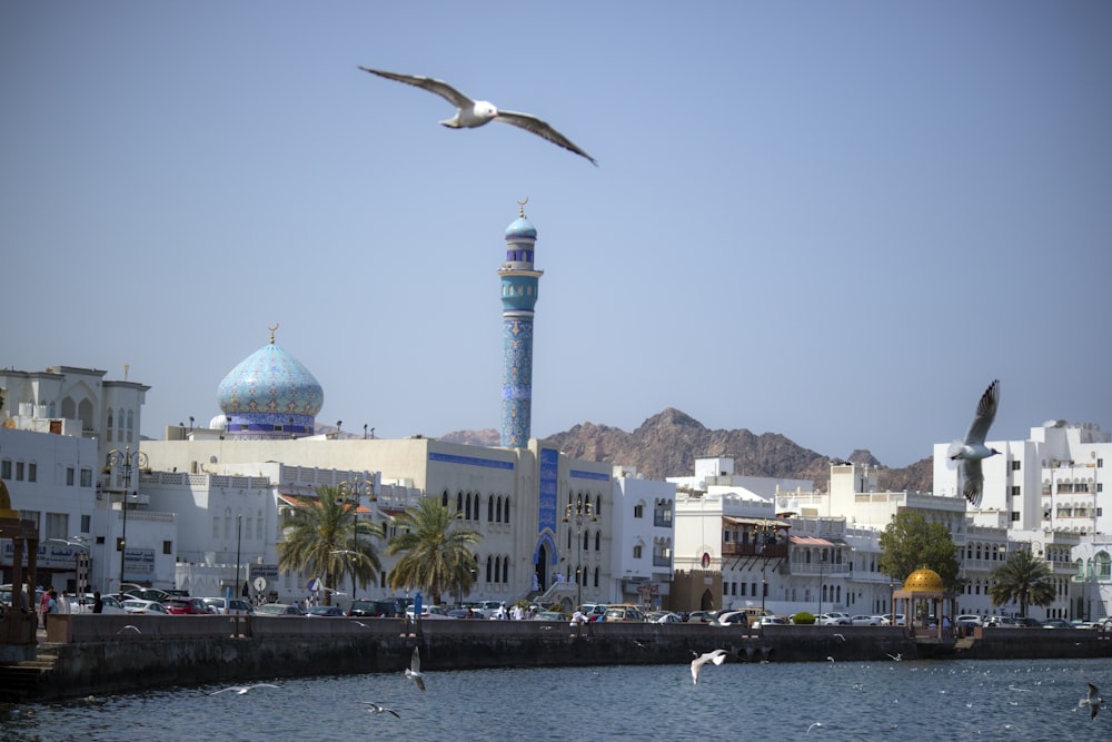 photography of seaguls flying over body of water beside white buildings during daytime