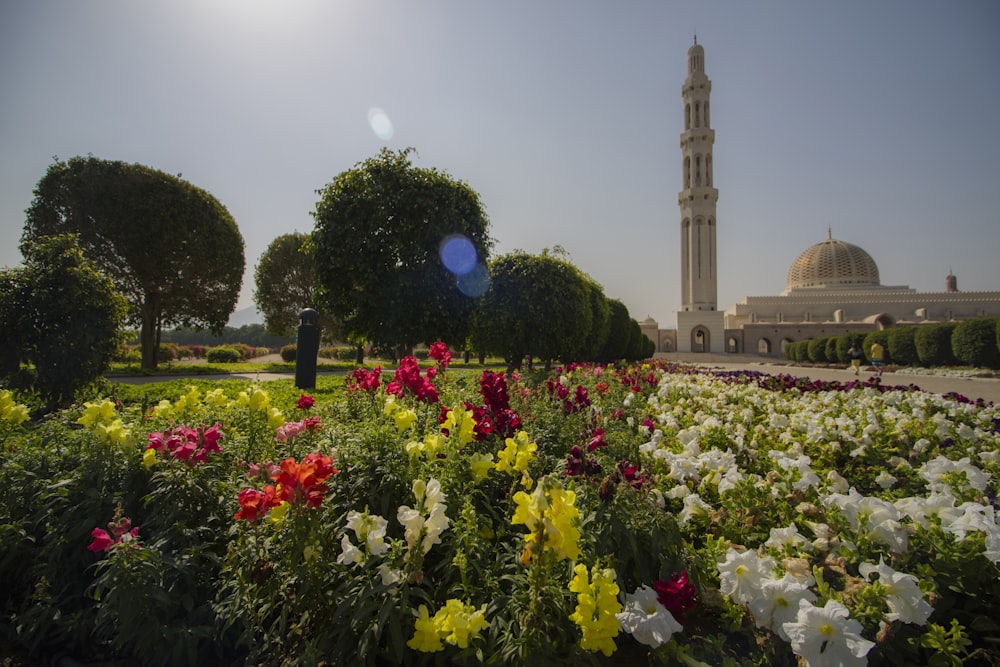 flower field near building