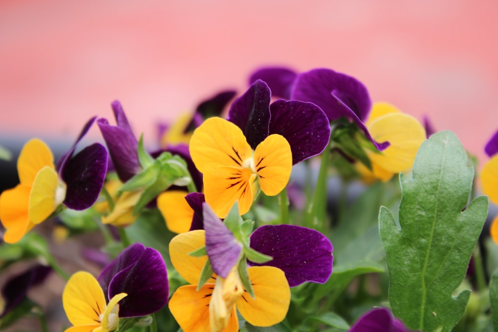 yellow and purple petaled flowers