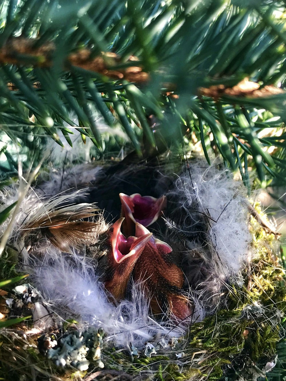 selective focus photography of three brown chicks inside nest during daytime