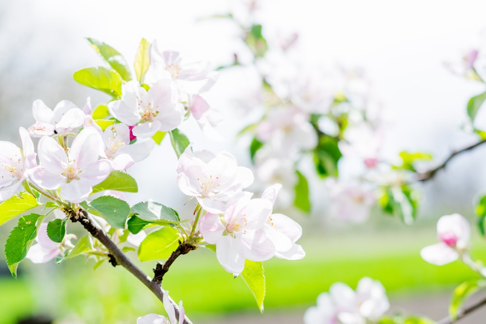 white petaled flowers