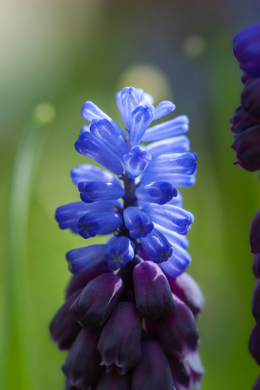 purple grape hyacinth