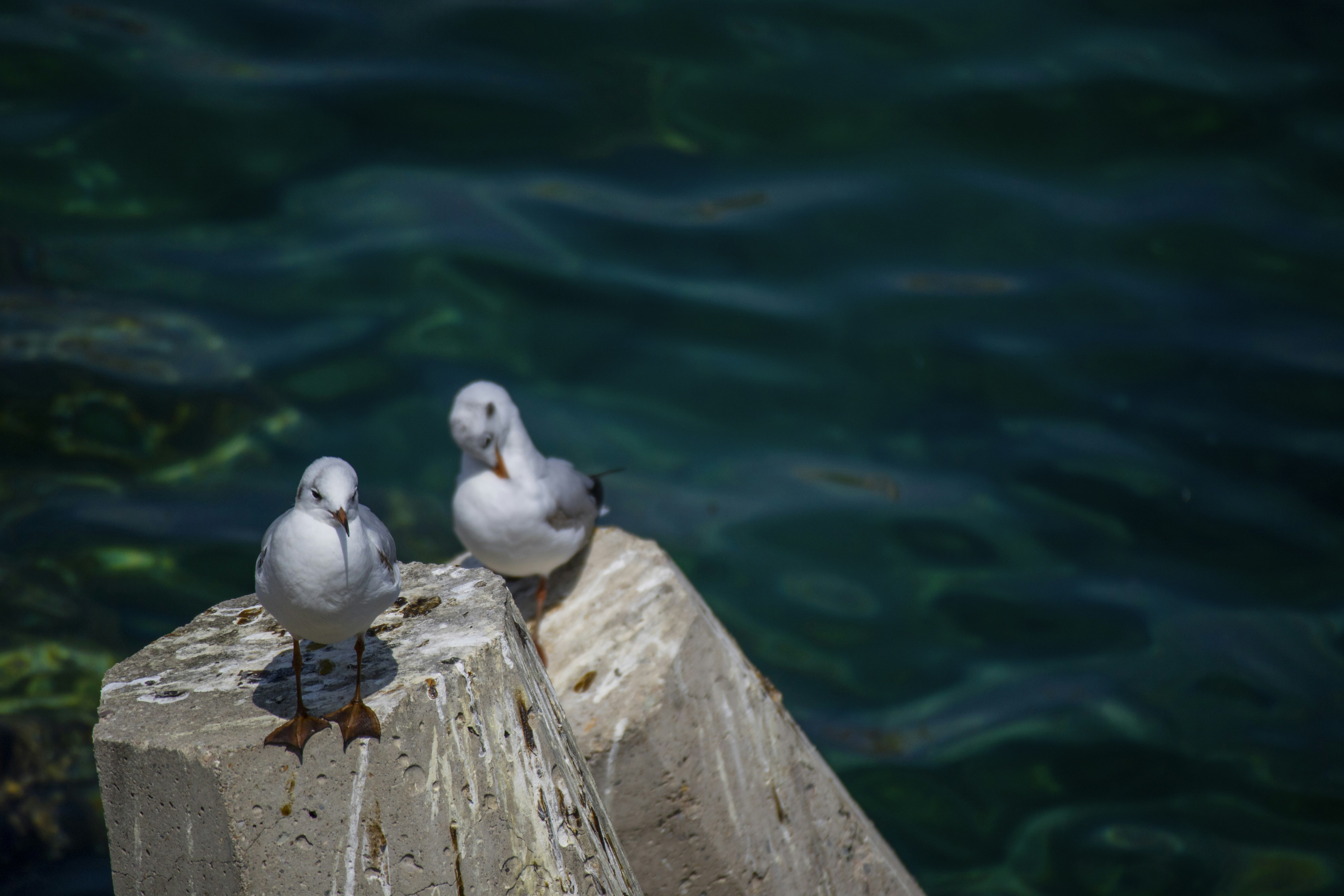 Photo by mostafa_meraji