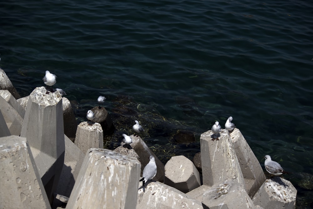 birds on concrete rocks