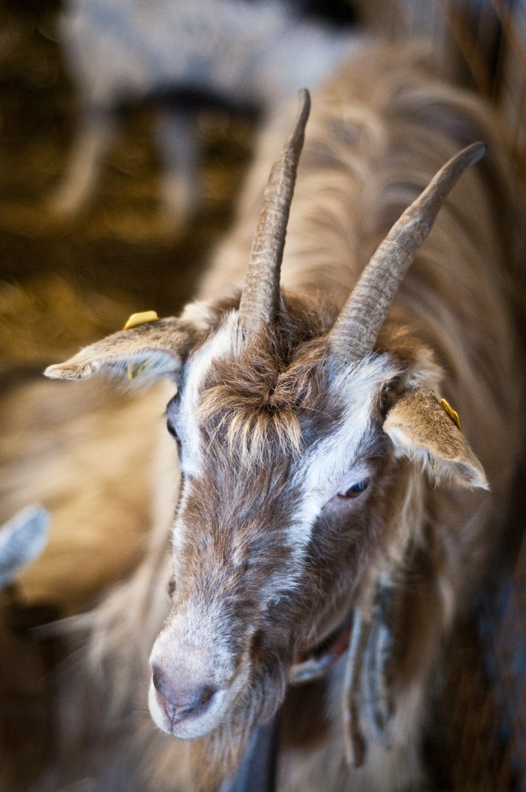 brown goat on selective focus photography