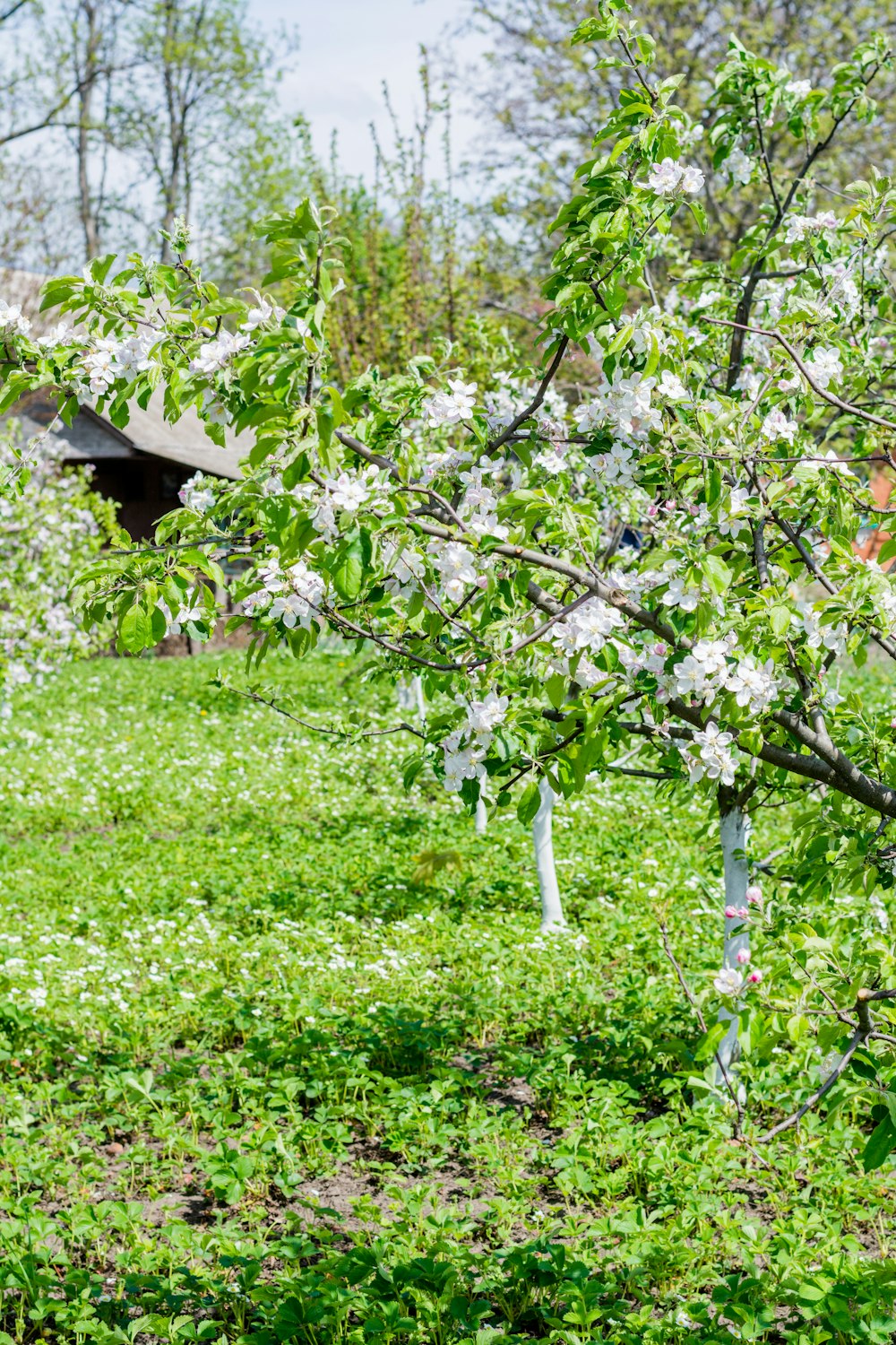 fiori dai petali bianchi sulla fotografia a fuoco