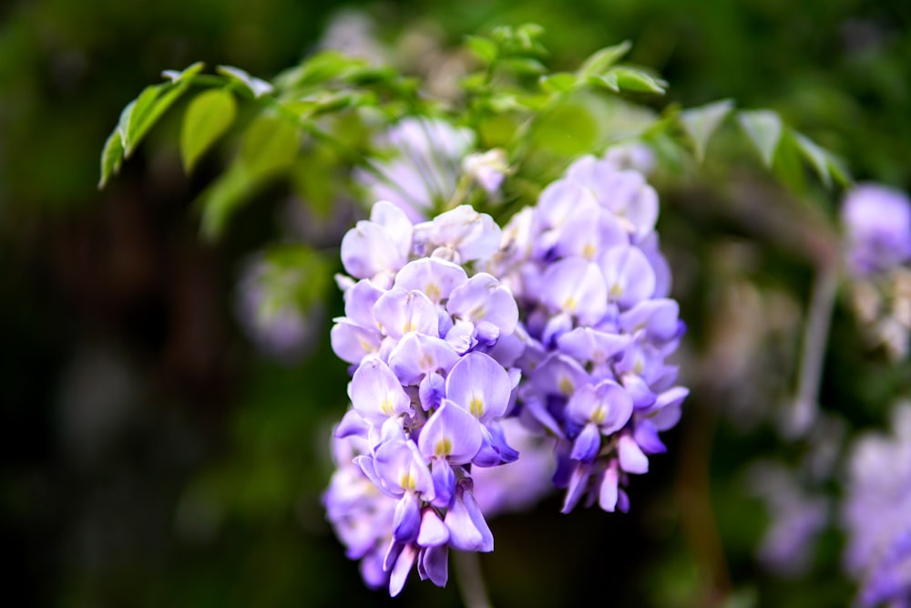 purple flowers in bloom