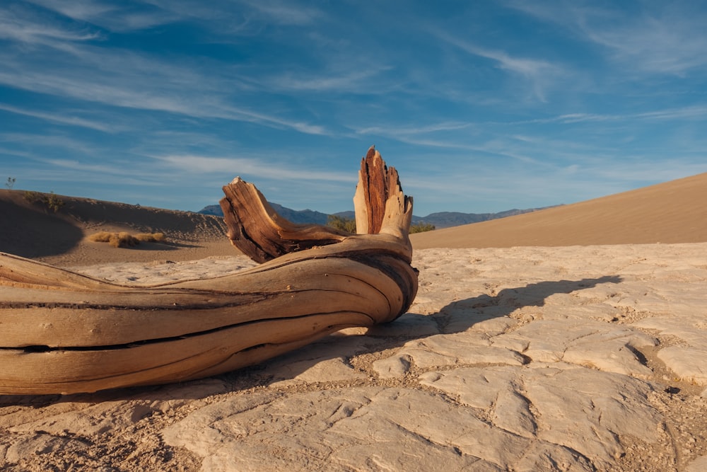 um grande pedaço de madeira à deriva sentado em cima de uma praia de areia