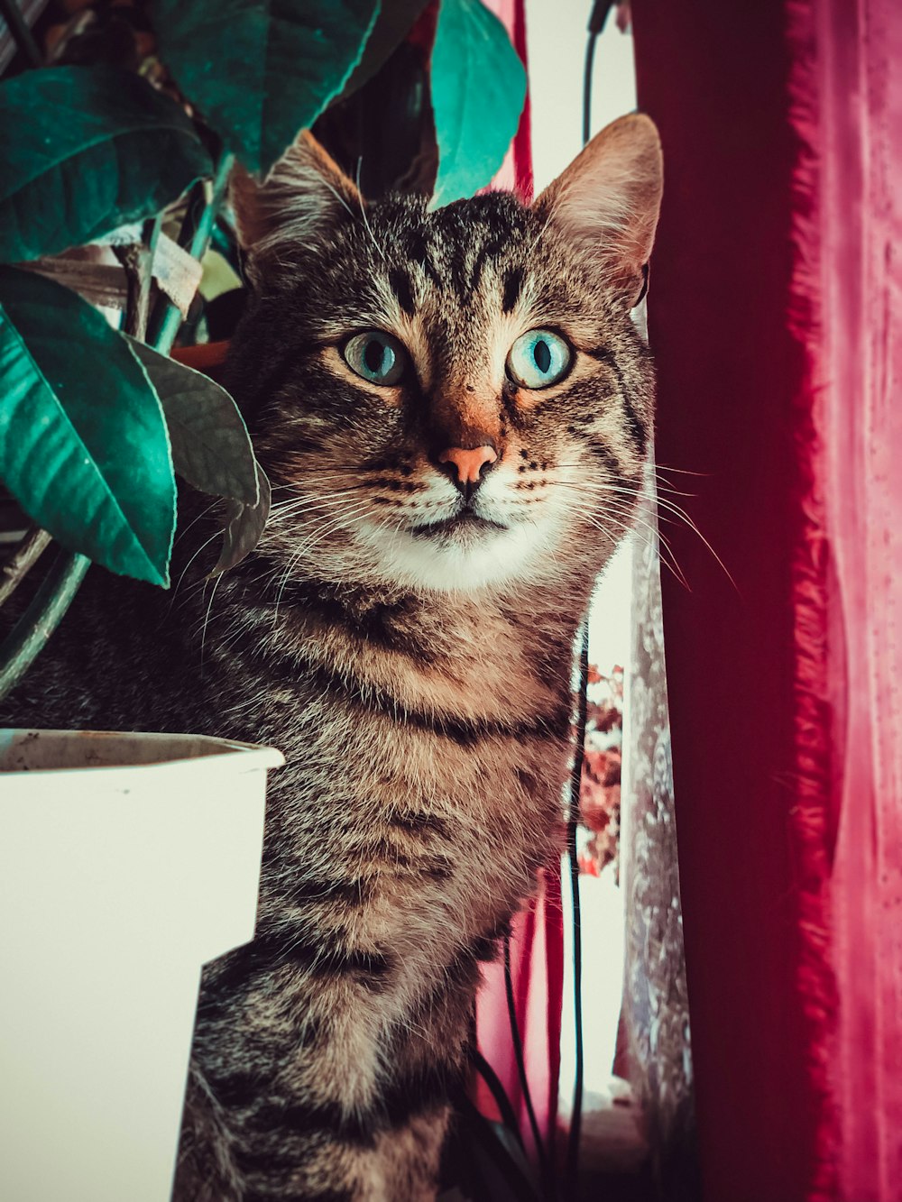 brown tabby cat beside potted plant