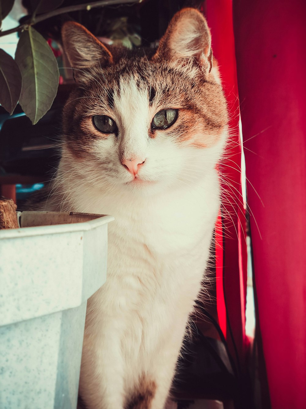 cat sitting beside red curtain