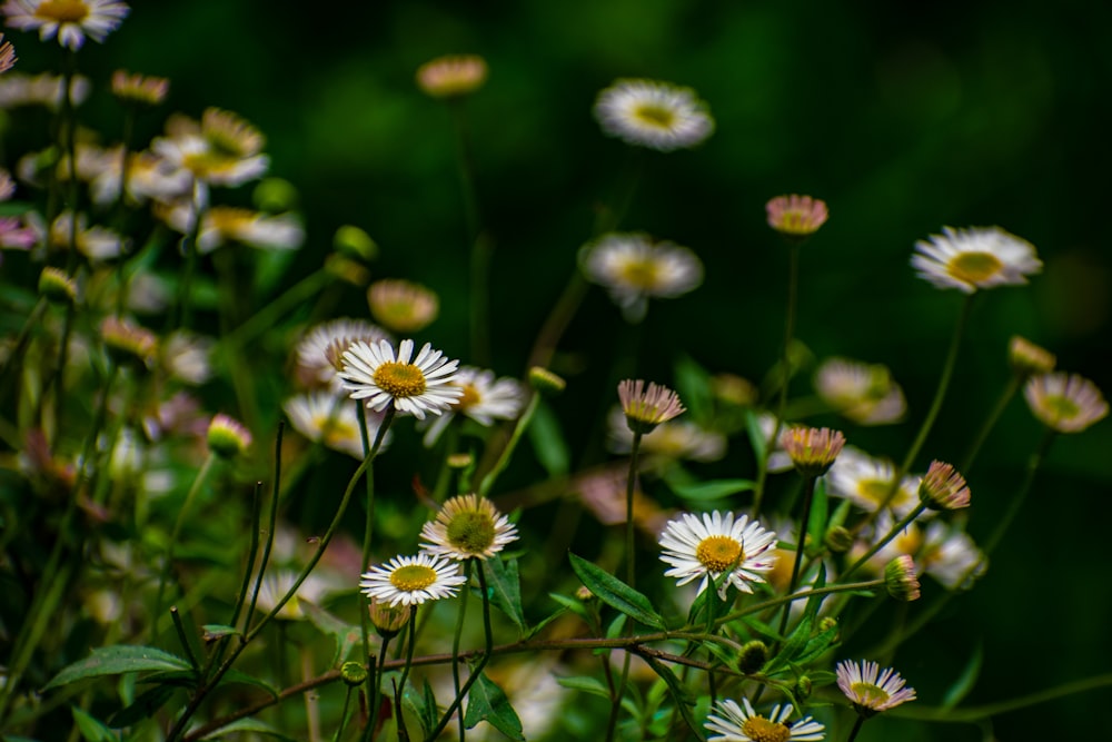 fiore di margherita bianca