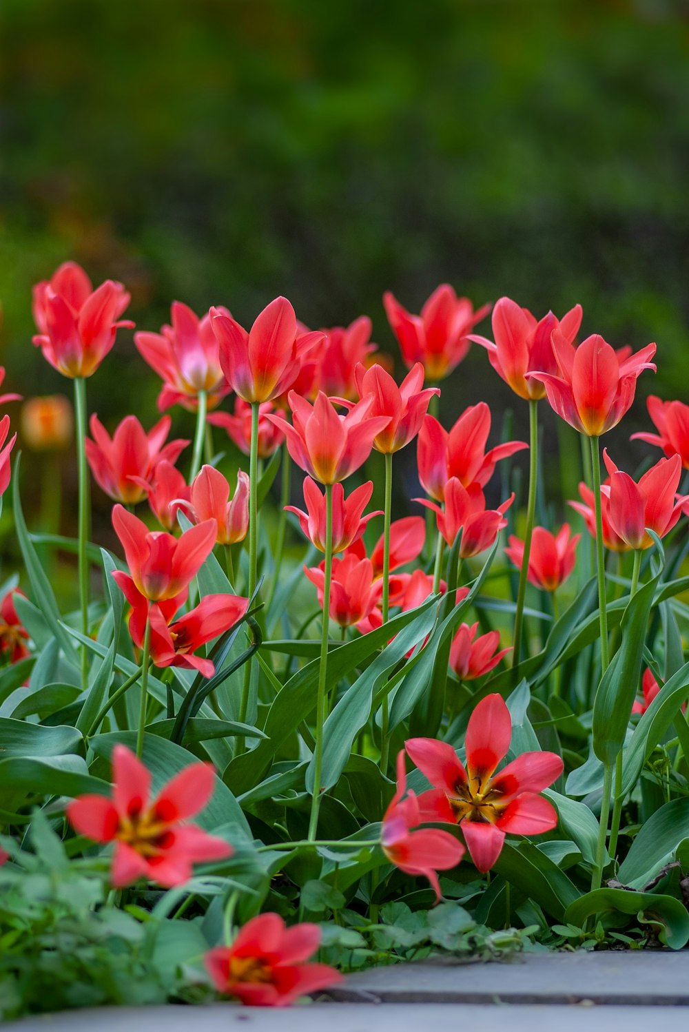 red flowers