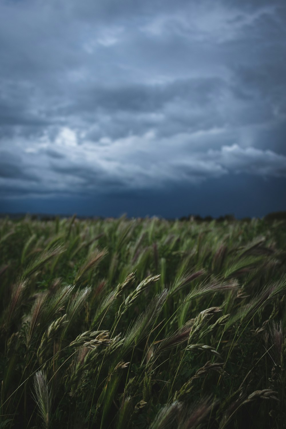 マクロ撮影で見る緑の小麦畑