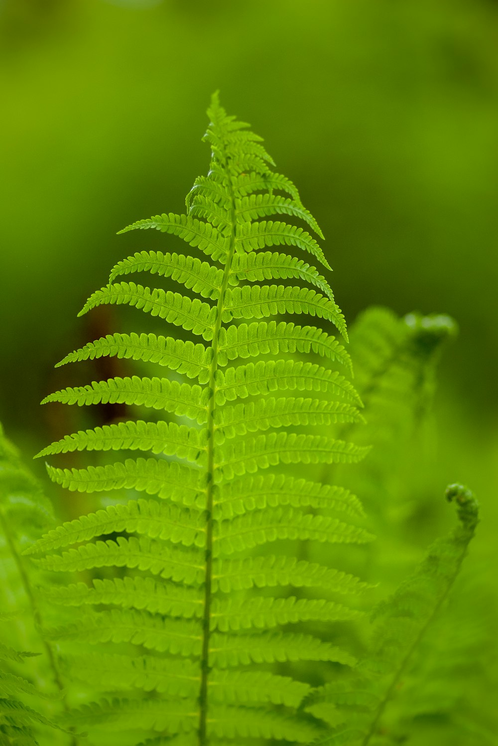 selective focus photography of Boston fern