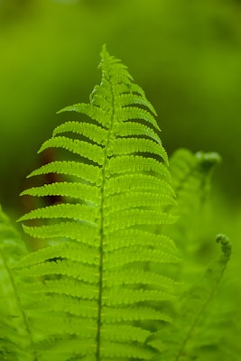Boston Fern