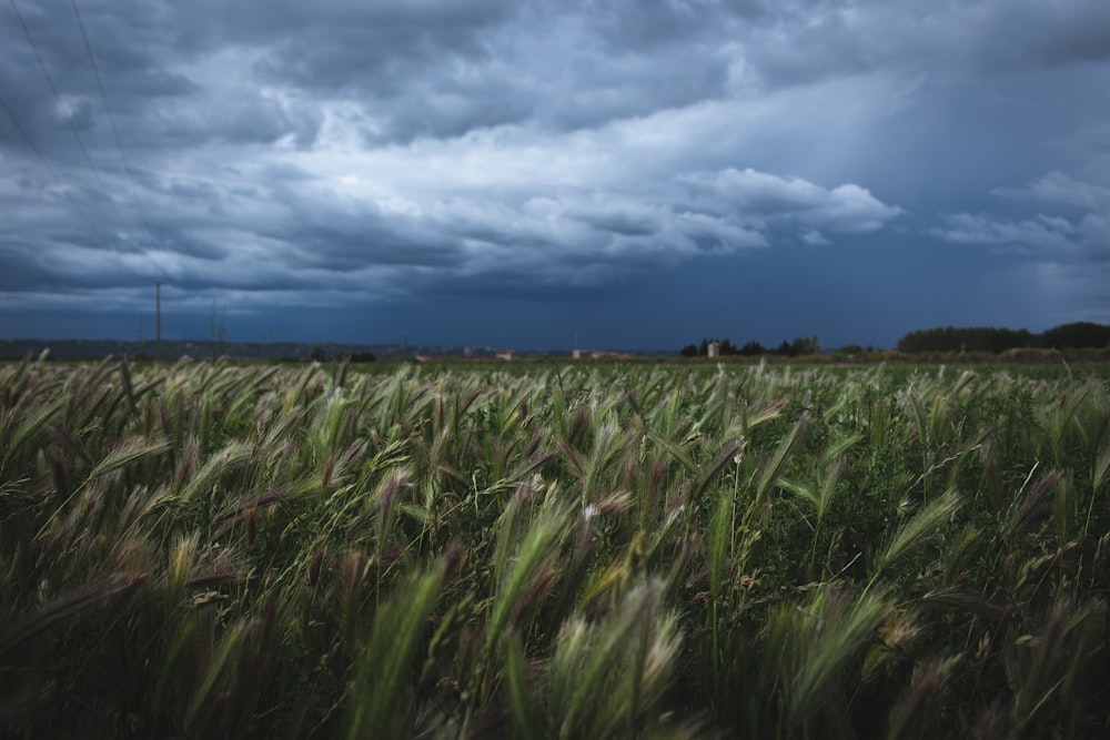 green grass field under cloudy sky