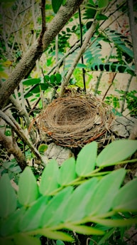 brown nest on tree