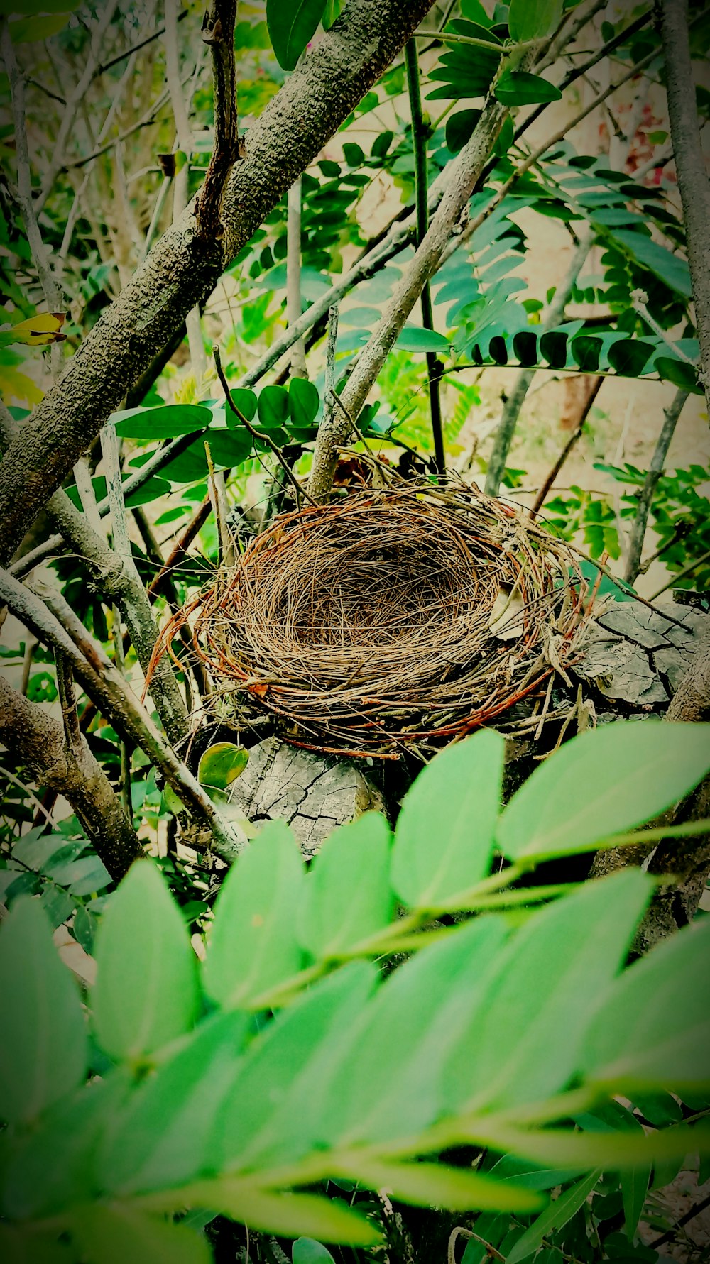 braunes Nest auf Baum