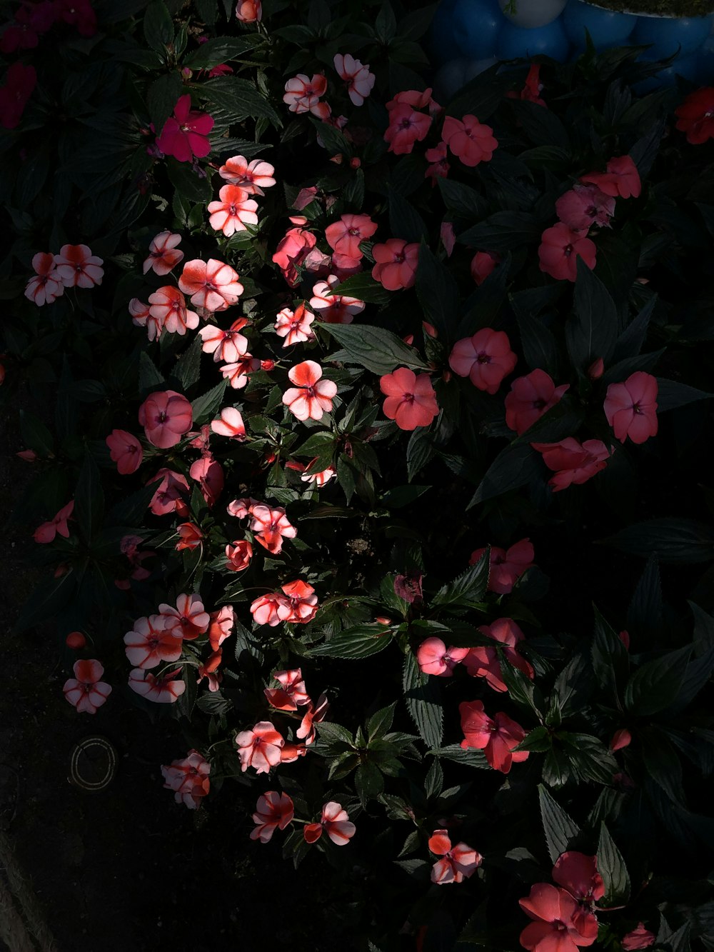 red and white flowers