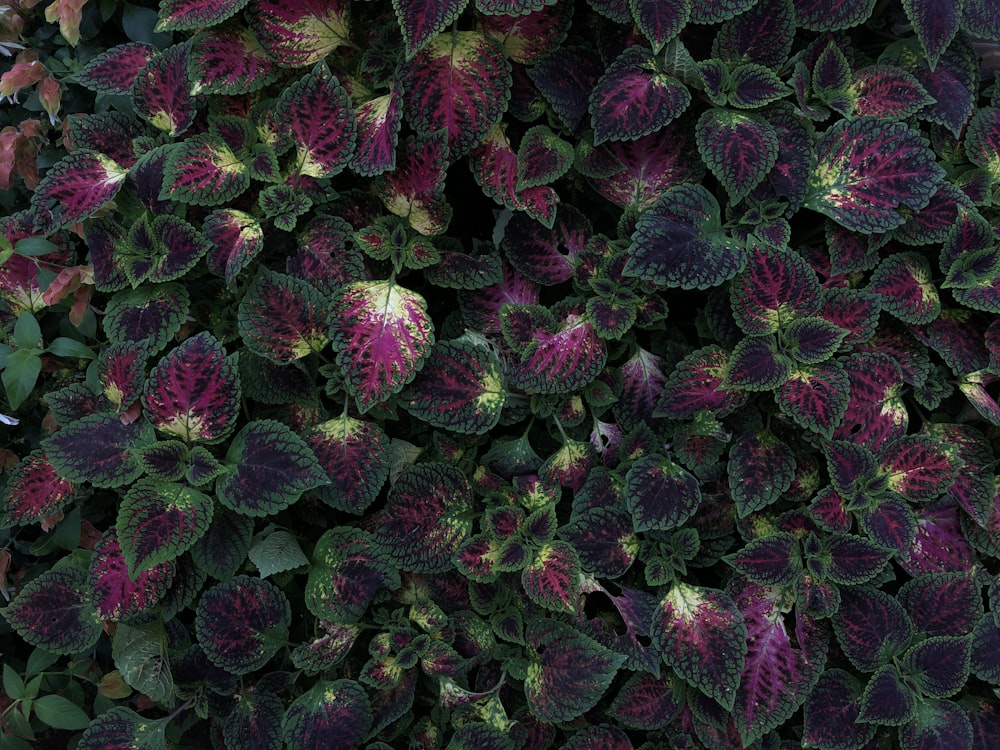 green and purple plants