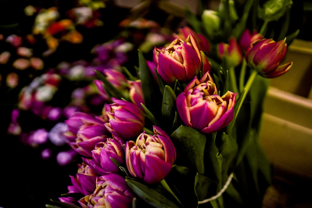 pink petaled flowers