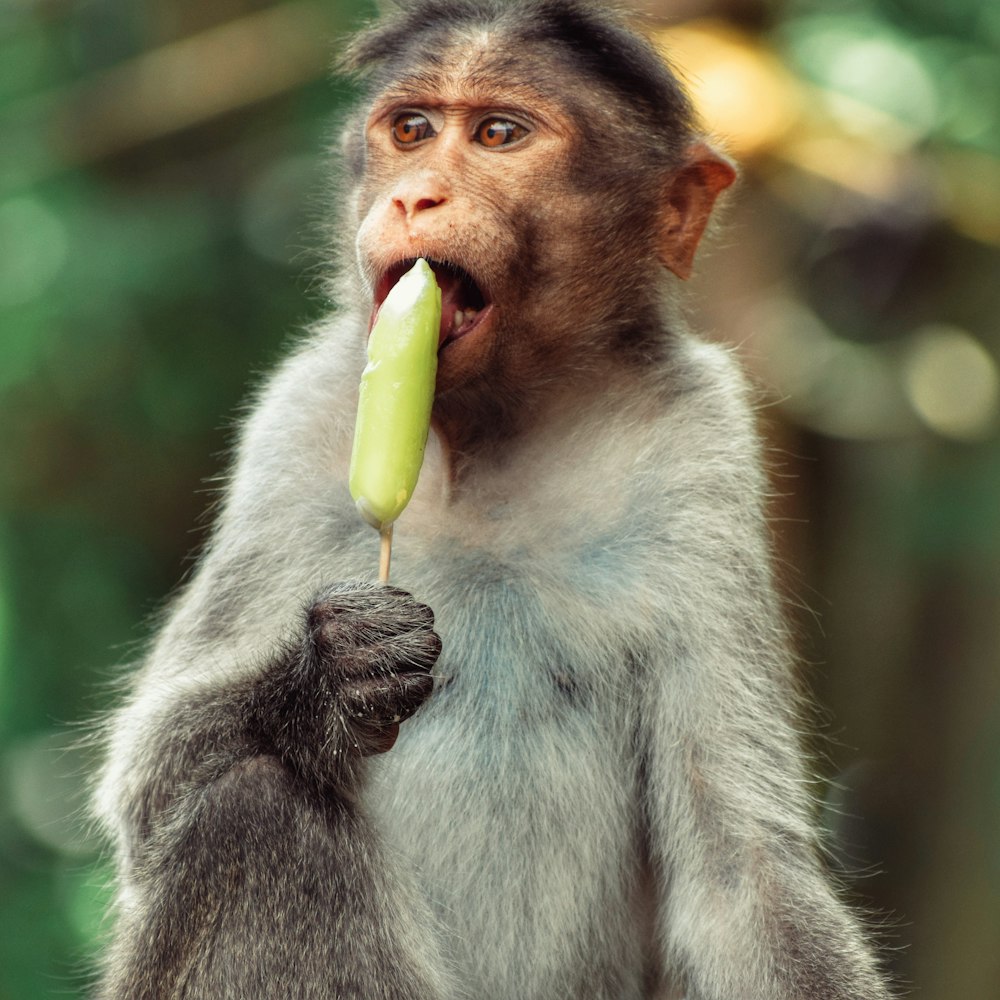 monkey eating green fruit