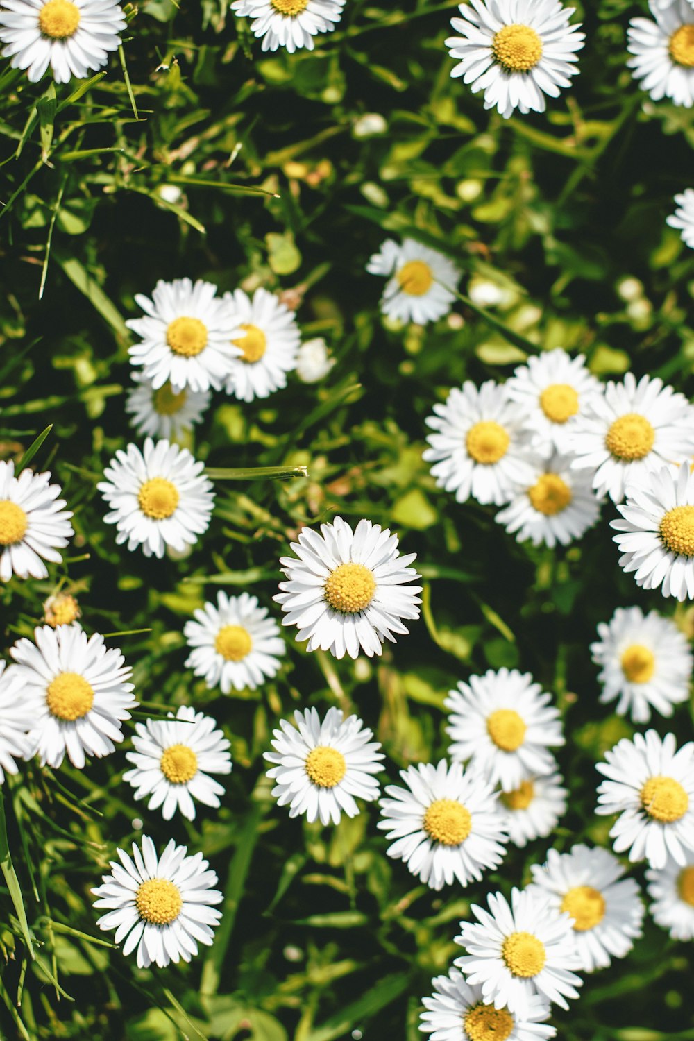 close-up photography of daisy flowers during daytime